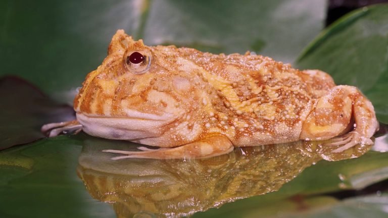 Ceratophrys cranwelli