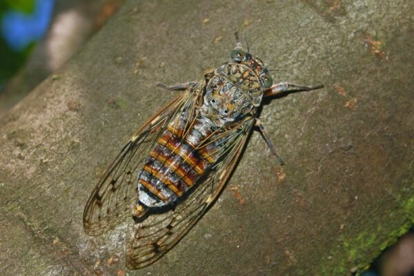 Mannakabóca (Cicada orni)