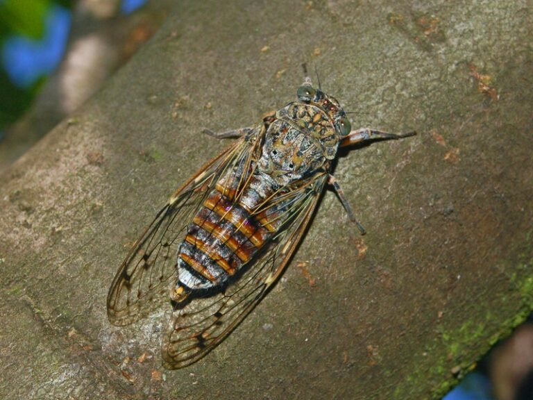 Mannakabóca