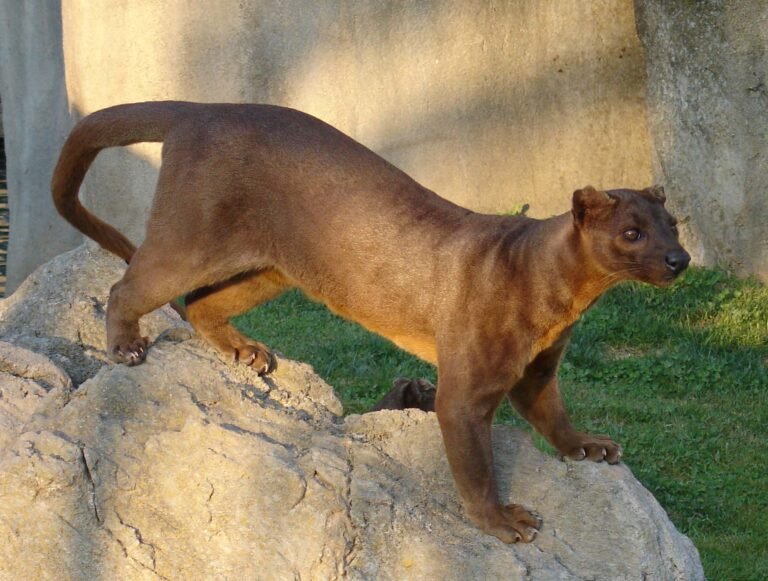 Fossza (Cryptoprocta ferox)