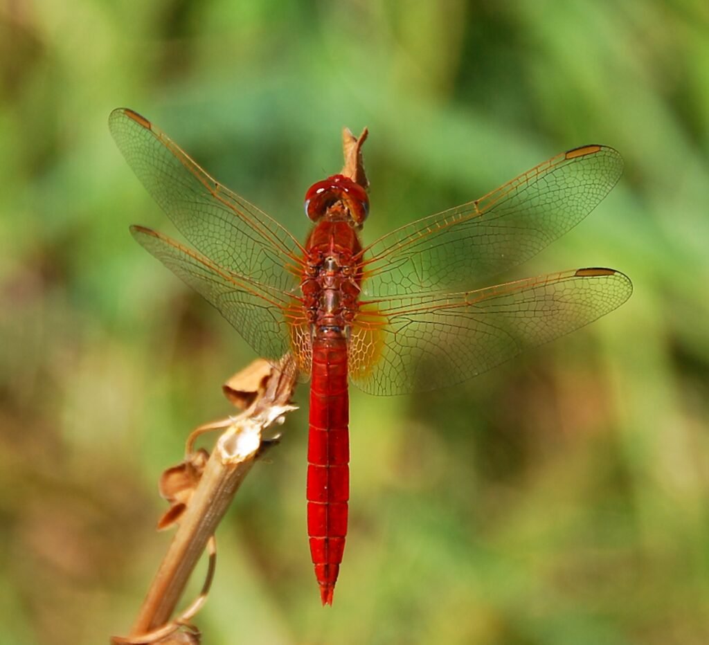 Skarlát szitakötő (Crocothemis erythraea)