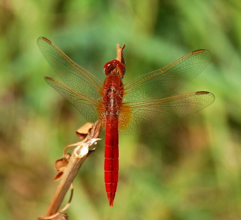 Skarlát szitakötő (Crocothemis erythraea)