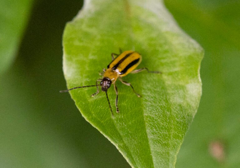 Amerikai kukoricabogár (Diabrotica virgifera)