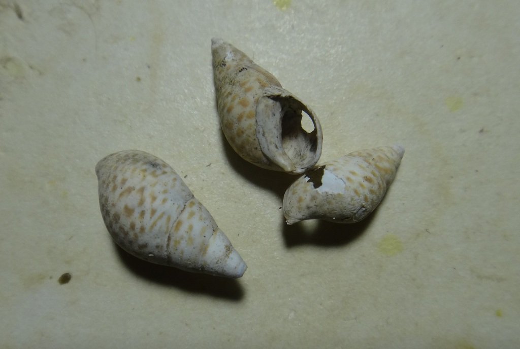Esperiana esperi (Esperiana esperi)