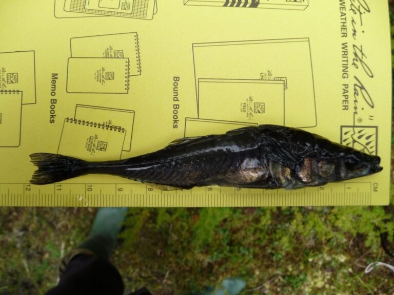 Tüskés pikó (Gasterosteus aculeatus)