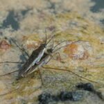 Gerris.lacustris.couple