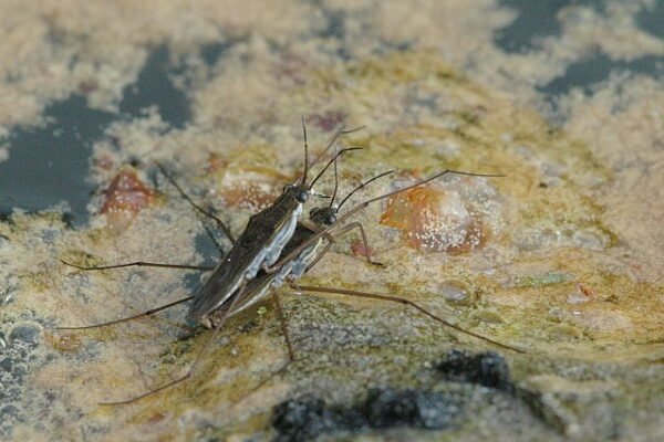 Tavi molnárpoloska (Gerris lacustris)