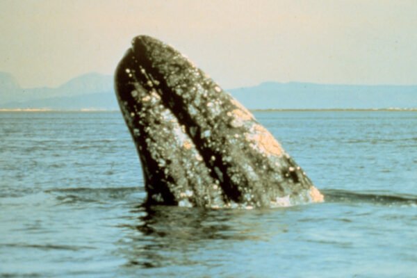 Szürke bálna (Eschrichtius robustus)