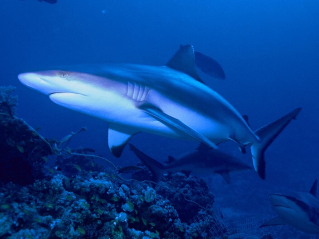 Szürke szirtcápa (Carcharhinus amblyrhynchos)