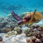 Hawaii turtle 2