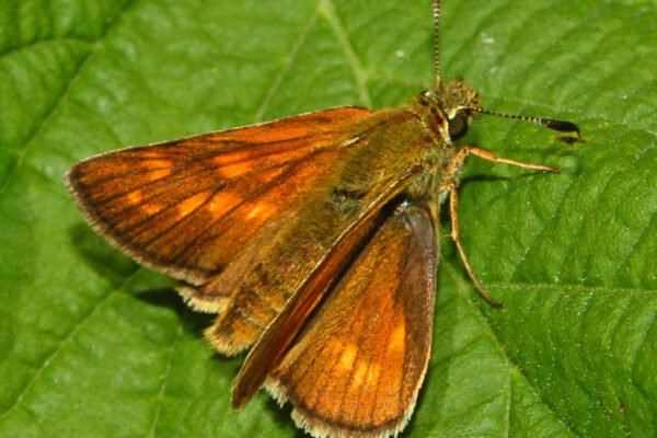 Erdei busalepke (Ochlodes sylvanus)