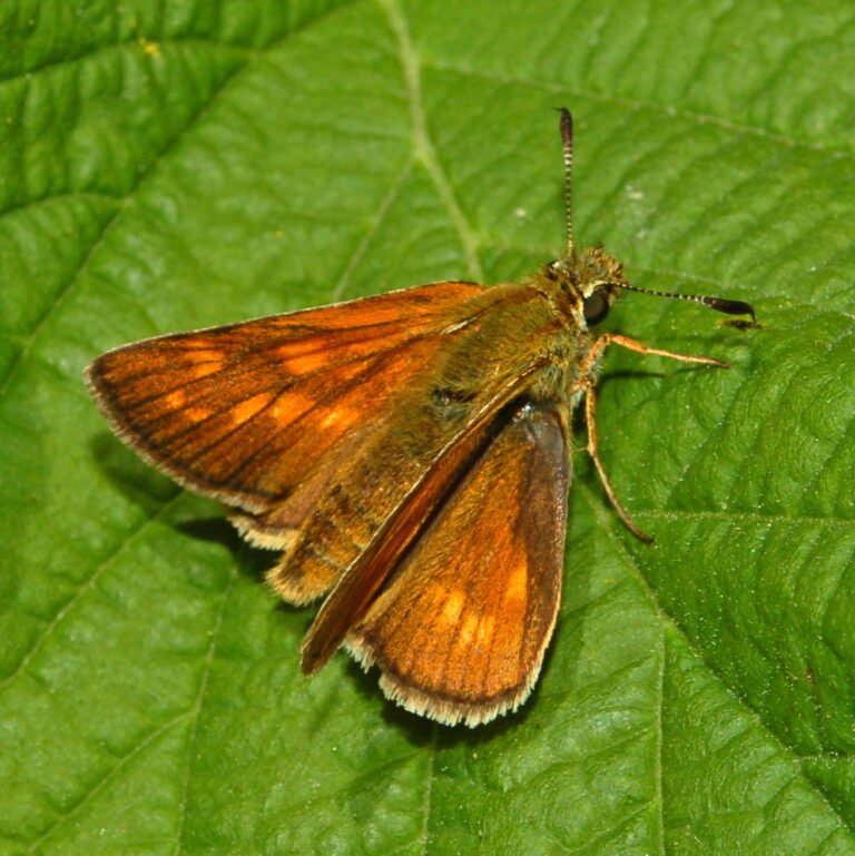 Erdei busalepke (Ochlodes sylvanus)