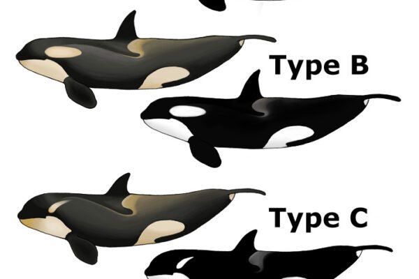 Kardszárnyú delfin (Orcinus orca)