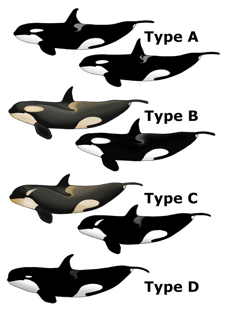 Kardszárnyú delfin
