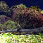 Kleingefleckter Katzenhai