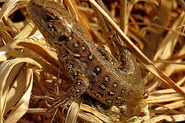 Fürge gyík (Lacerta agilis)