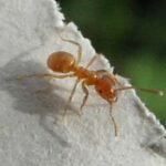 Lasius.flavus