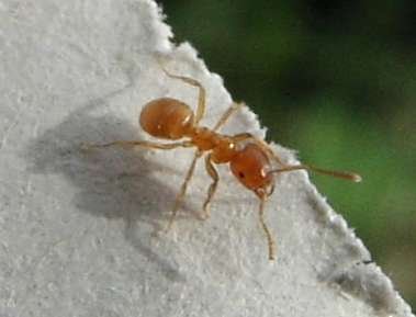 Gyakori borostyánhangya (Lasius flavus)