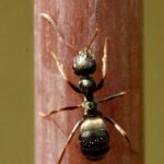 Lasius.niger . .lindsey