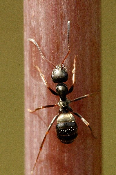 Fekete hangya (Lasius niger)