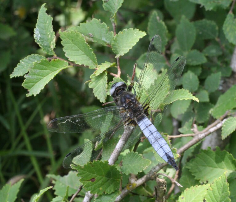 Kisfoltos laposacsa (Libellula fulva)