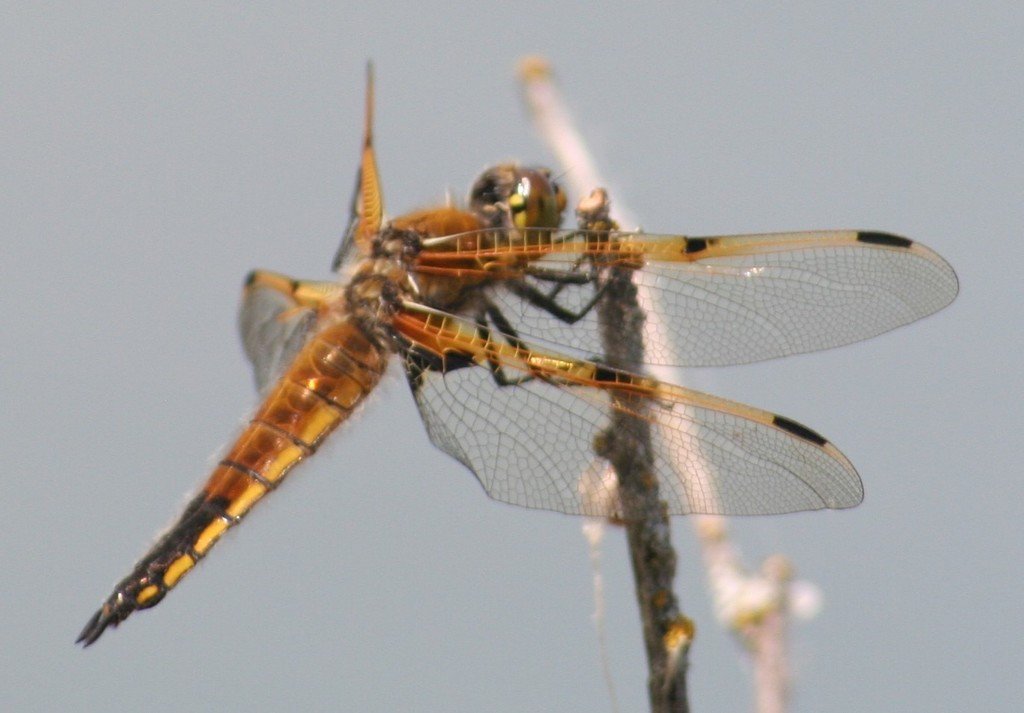 Négyfoltos acsa (Libellula quadrimaculata)