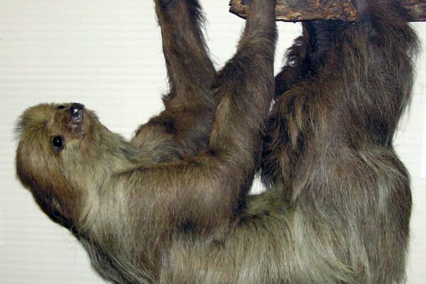 Kétujjú lajhár (Choloepus didactylus)