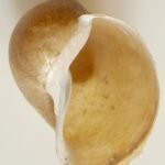Lymnea auricularia1pl