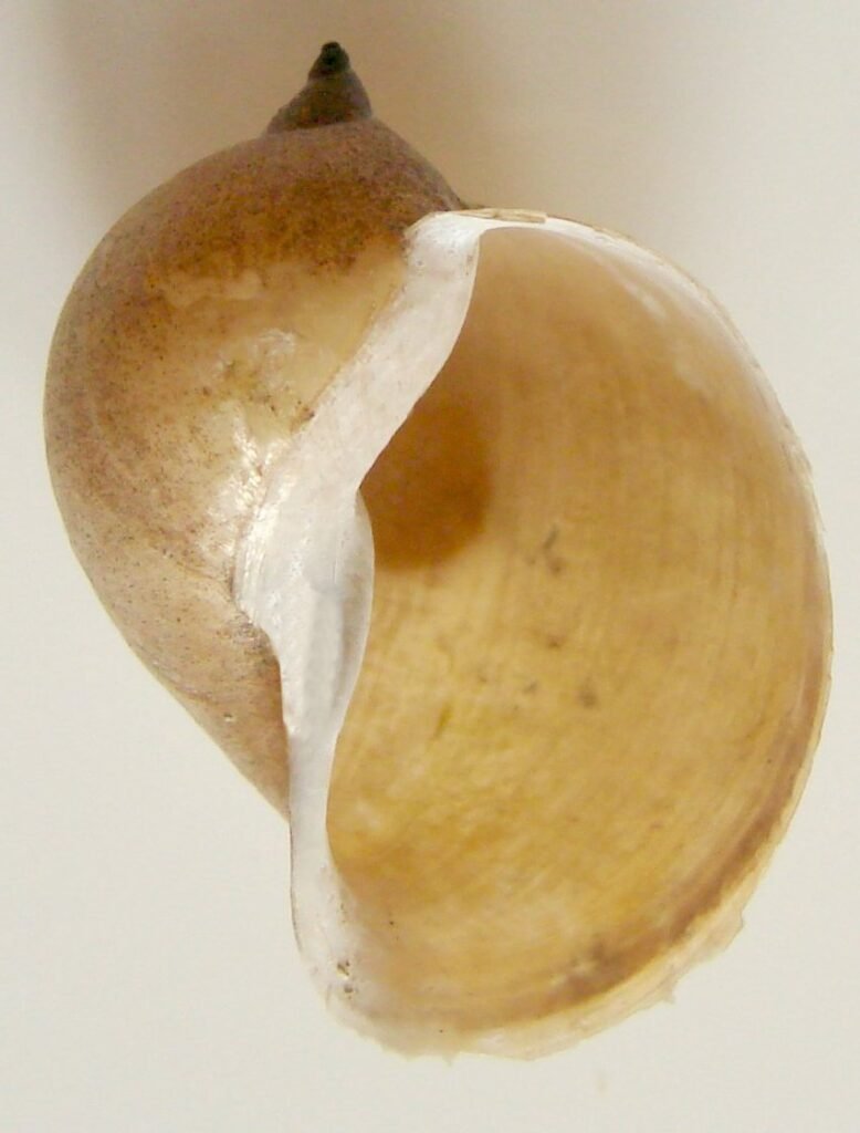 Fülcsiga (Radix auricularia)