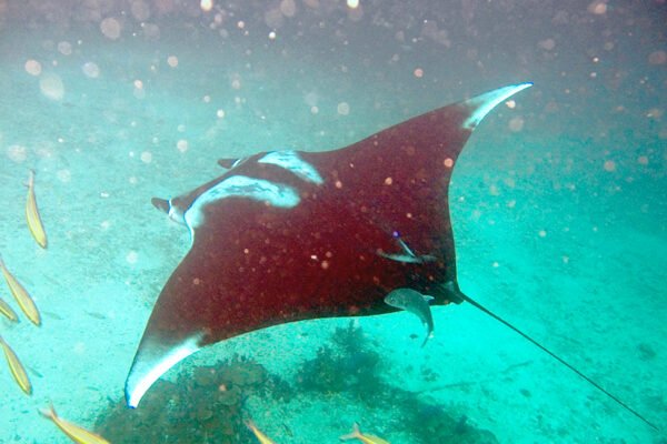 Atlanti ördögrája (Mobula birostris)