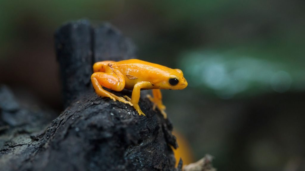 Mantella aurantiaca