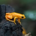 Mantella aurantiaca