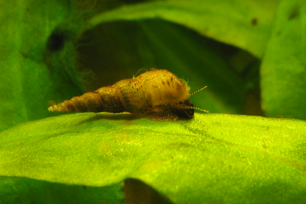 Maláj tornyoscsiga (Melanoides tuberculata)