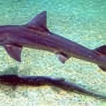Mustelus mustelus