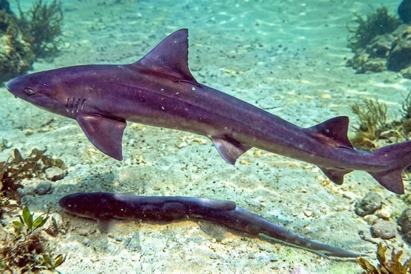 Mustelus mustelus