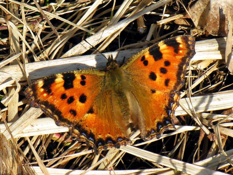 Nagy rókalepke (Nymphalis polychloros)