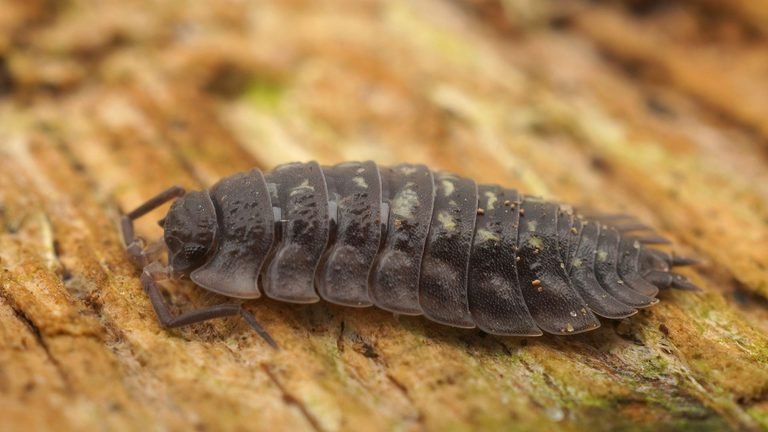 Oniscus asellus