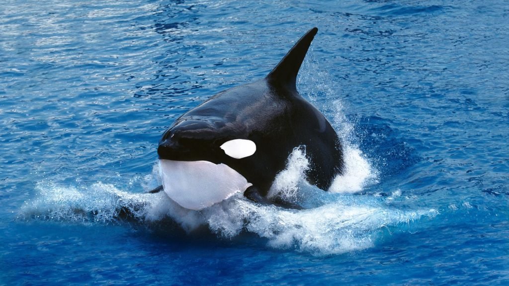 Orcinus orca