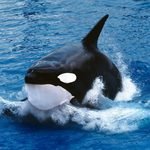 Orcinus orca