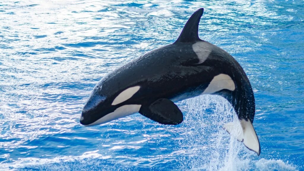 Fekete-fehér kardszárnyú delfin ugrik ki a kék tengervízből.