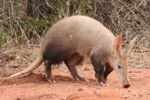 Földimalac (Orycteropus afer)