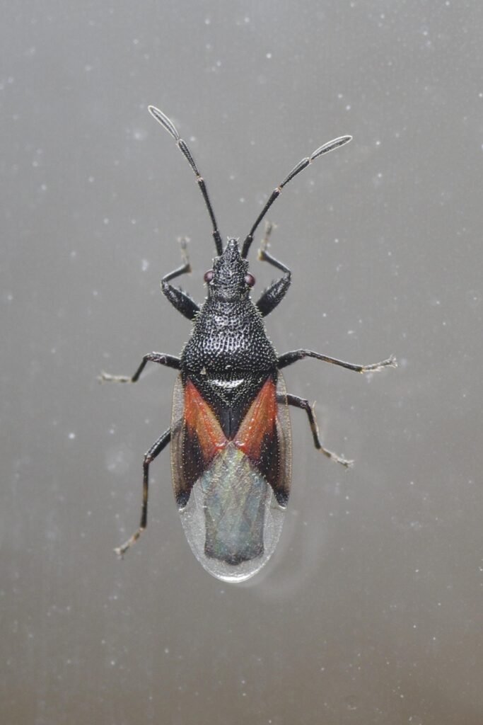 Hársbodobács (Oxycarenus lavaterae)
