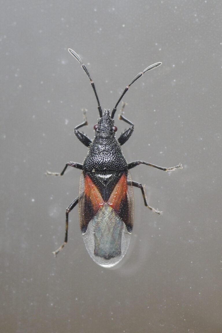 Hársbodobács (Oxycarenus lavaterae)