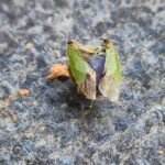 Palomena prasina 0eea14a3038bae11a1ecf6c632b5531b