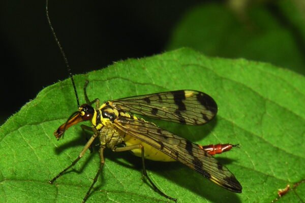 Közönséges skorpiólégy (Panorpa communis)