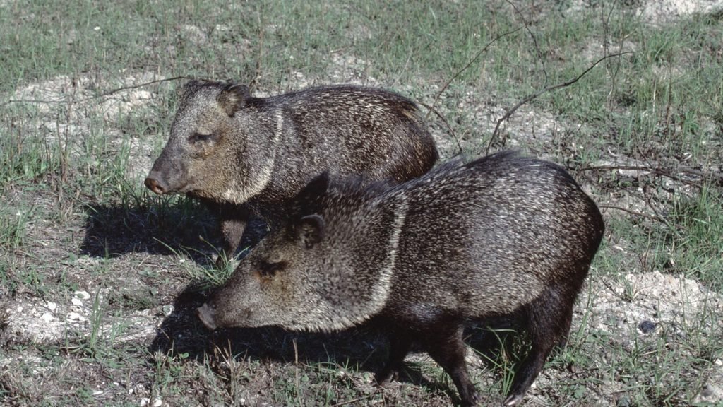 Pecari tajacu