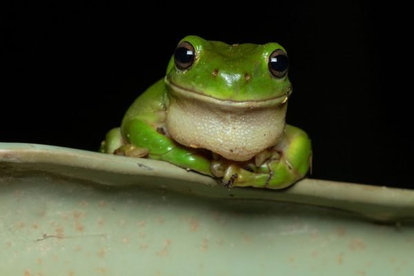 Pelodryas caerulea