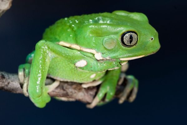 Phyllomedusa sauvagii