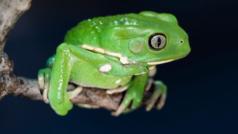 Phyllomedusa sauvagii