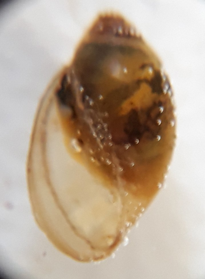 Tompa hólyagcsiga (Physa fontinalis)